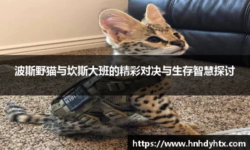 XK星空官网